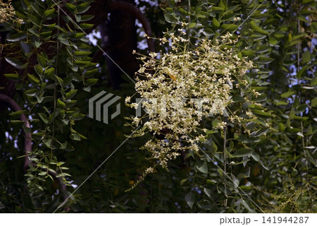 シダレエンジュの花 シダレエンジュの花 141944287