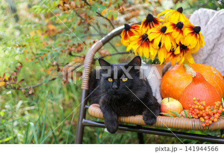 Black cat with yellow eyes lies on wicker chair among orange pumpkins, yellow rudbeckia flowers, apples, and rowan berries in garden Black cat with yellow eyes lies on wicker chair among orange pumpkins, yellow rudbeckia flowers, apples, and rowan berries in garden 141944566