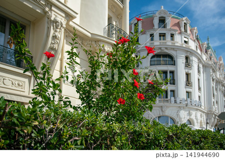 Hibiscus flowering (bush ot tree) with red blossoms on Promenade des Anglais (behind maybe hotel Negresco Hibiscus flowering (bush ot tree) with red blossoms on Promenade des Anglais (behind maybe hotel Negresco 141944690