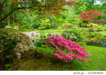 Magenta and pink rhododendron bush blossoms on foreground and Japanese garden in the Hague in distance . Magenta and pink rhododendron bush blossoms on foreground and Japanese garden in the Hague in distance . 141944694