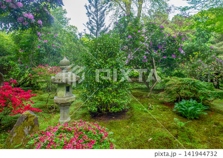 Amazing tall purple bushes and small pink bushes and stone lantern in Japanese garden and moss in The Hague Amazing tall purple bushes and small pink bushes and stone lantern in Japanese garden and moss in The Hague 141944732