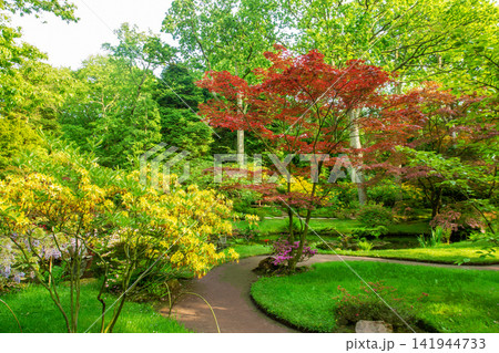 Amazing Japanese maple or palm-shaped maple and  yellow rhododendron bush  blossom anf footpath 141944733