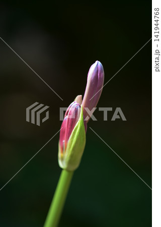 ナツズイセンの蕾 ナツズイセンの蕾 141944768