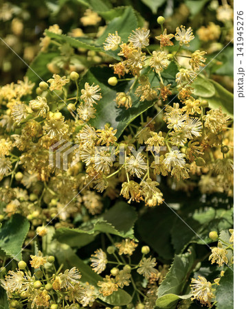 Blooming linden tree representing Tilia genus with fragrant blossoms and wide spreading canopy found throughout Europe and North America in temperate zones Blooming linden tree representing Tilia genus with fragrant blossoms and wide spreading canopy found throughout Europe and North America in temperate zones 141945276