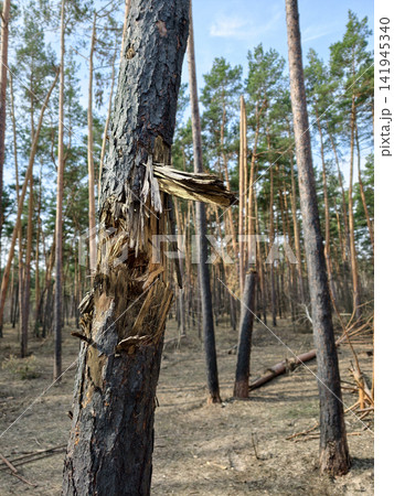 Scorched black trunks and fragmented tree crowns in a forest, showing the aftermath of explosive military events Scorched black trunks and fragmented tree crowns in a forest, showing the aftermath of explosive military events 141945340