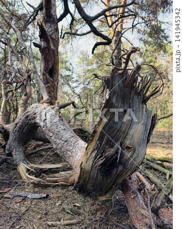 Twisted tree root lying in a forest environment shaped like a mythical dragon or winding snake Twisted tree root lying in a forest environment shaped like a mythical dragon or winding snake 141945342