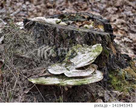 Aged mushrooms with light green coating show natural decay and subtle fungal colonization in forest 141945343