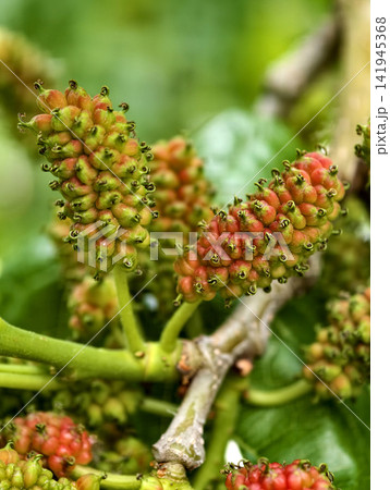 Mulberries transitioning from green to red on a tree branch, macro shot photo Mulberries transitioning from green to red on a tree branch, macro shot photo 141945368