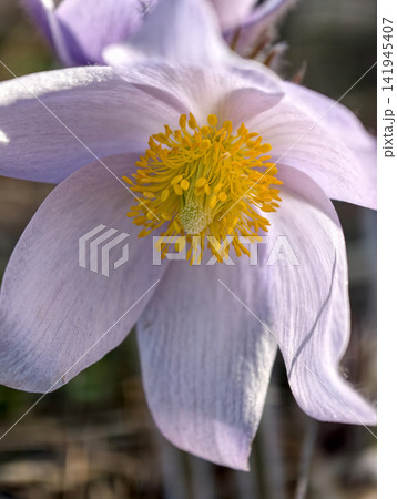 Pulsatilla patens, or pasque flower, brings its beautiful purple blooms to the forest floor, a species protected in the Red Book Pulsatilla patens, or pasque flower, brings its beautiful purple blooms to the forest floor, a species protected in the Red Book 141945407