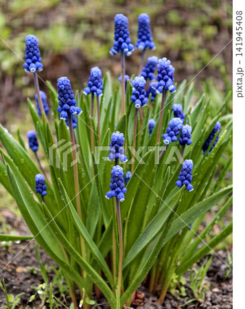 Muscari, with its bright blue flowers that resemble grapes, adds charm and color to any garden, blooming in early spring Muscari, with its bright blue flowers that resemble grapes, adds charm and color to any garden, blooming in early spring 141945408