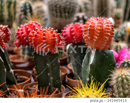 Colorful potted cacti for sale at a floral market, perfect for gifting or decoration 141945413
