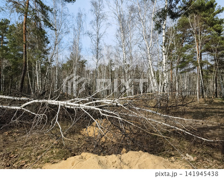 Birch grove in a conifer forest with a single fallen birch lying among standing trees Birch grove in a conifer forest with a single fallen birch lying among standing trees 141945438