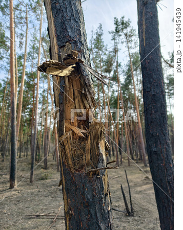 Burned woodland with damaged evergreen trees, emphasizing the vulnerability of forests exposed to military activity Burned woodland with damaged evergreen trees, emphasizing the vulnerability of forests exposed to military activity 141945439