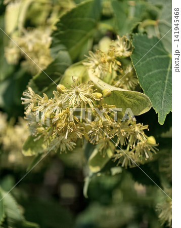 Blooming linden tree known as Tilia species group forming important part of temperate Northern Hemisphere flora with seasonal flowering cycles 141945468