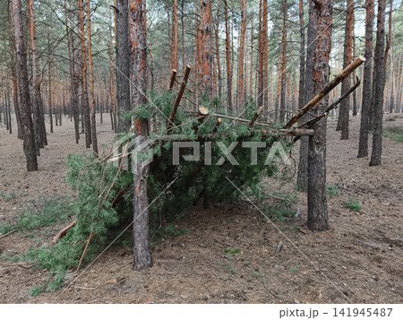 Branch shelter built in a coniferous forest, showcasing a simple natural structure made from forest materials and blending harmoniously into the woodland environment Branch shelter built in a coniferous forest, showcasing a simple natural structure made from forest materials and blending harmoniously into the woodland environment 141945487