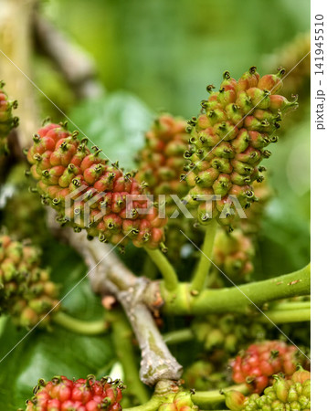 Mulberries in early stages of ripening on a tree in close-up view Mulberries in early stages of ripening on a tree in close-up view 141945510