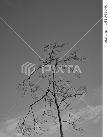 burnt trees in the forest burnt trees in the forest 141945646
