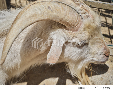 beautiful mountain goat on a farm beautiful mountain goat on a farm 141945669