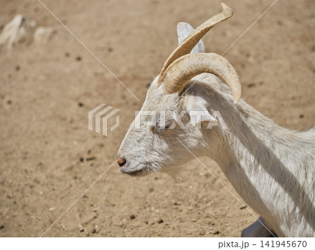beautiful mountain goat on a farm 141945670