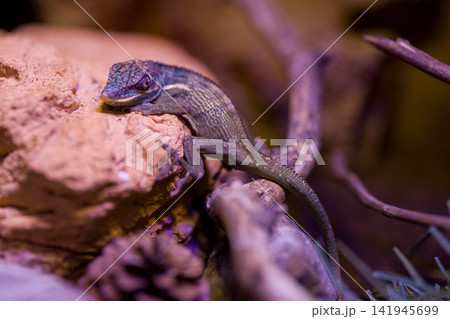 wild iguana in the zoo wild iguana in the zoo 141945699