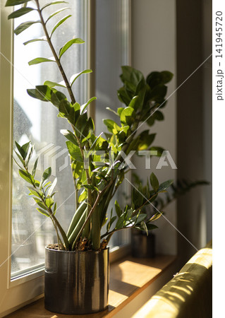 Jade plant in silver pot on sunny windowsill Jade plant in silver pot on sunny windowsill 141945720
