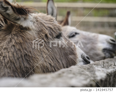 portrait of beautiful donkey on a farm 141945757