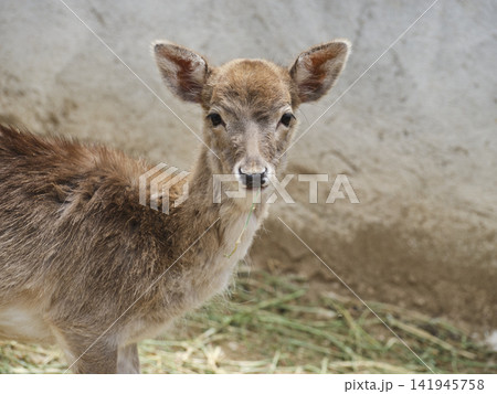 beautiful gazelle on a farm beautiful gazelle on a farm 141945758
