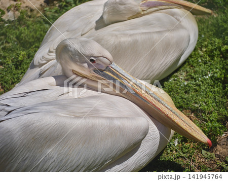 beautiful white big pelicans in nature beautiful white big pelicans in nature 141945764