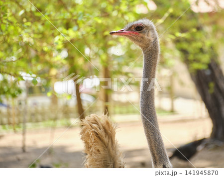 portrait of beautiful ostrich on a farm portrait of beautiful ostrich on a farm 141945870