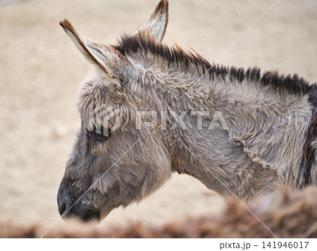 portrait of beautiful donkey on a farm 141946017