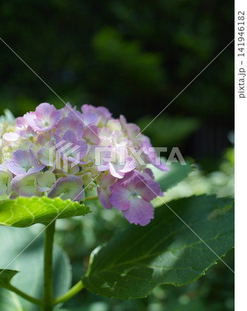 雨に濡れた紫陽花 雨に濡れた紫陽花 141946182