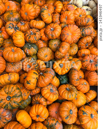 Striped Mini Pumpkins in Autumn Harvest Display 141946497