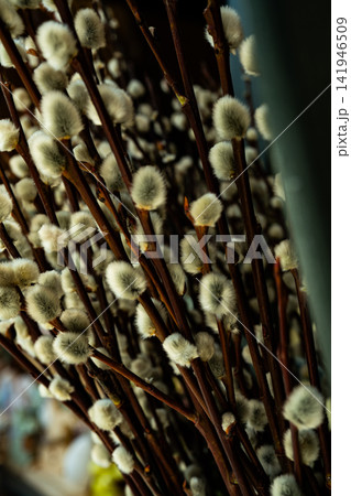 Close Up of Blooming Pussy Willow Branches in Spring Close Up of Blooming Pussy Willow Branches in Spring 141946509