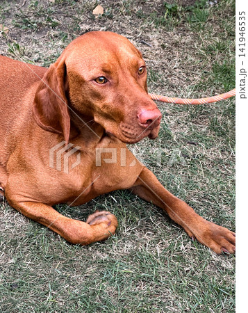 Hungarian Vizsla Dog Lying on Dry Grass Outdoors Hungarian Vizsla Dog Lying on Dry Grass Outdoors 141946535