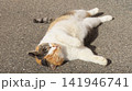 至福の境地を極めた三毛の眠り猫 141946741
