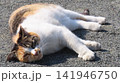 ポカポカ陽気に寝転ぶあざと可愛い三毛猫 141946750