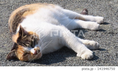 ポカポカ陽気に寝転ぶあざと可愛い三毛猫 141946750