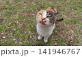あざとさを極めた三毛猫 141946767