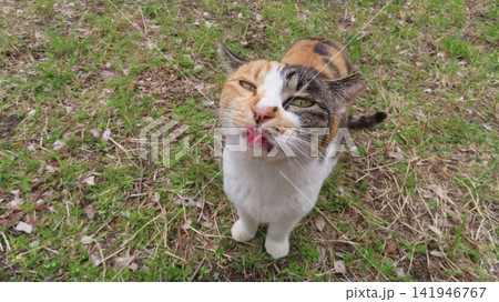 あざとさを極めた三毛猫 141946767