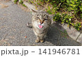 あざとさを極めたもふもふな猫様 141946781