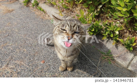 あざとさを極めたもふもふな猫様 あざとさを極めたもふもふな猫様 141946781