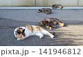 猫様たちの楽園 141946812