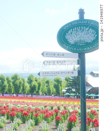 北海道の風景 富良野 ファーム富田 141946977