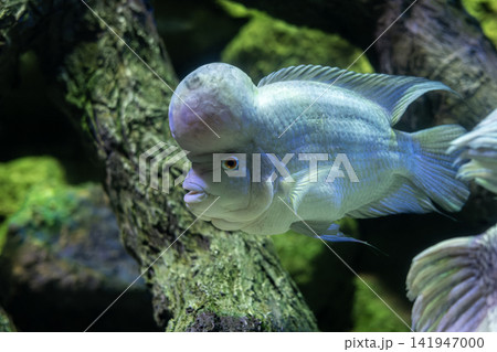 Thai Silk Flowerhorn Cichlid Close Up. 141947000