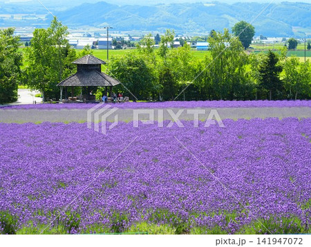 北海道の風景 富良野ファーム富田ラベンダートラクター 141947072