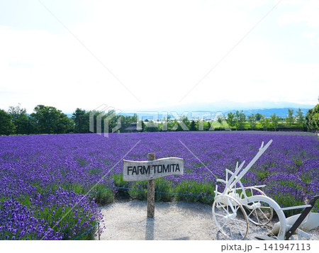 北海道の絶景 富良野ファーム富田のラベンダー畑 北海道の絶景 富良野ファーム富田のラベンダー畑 141947113