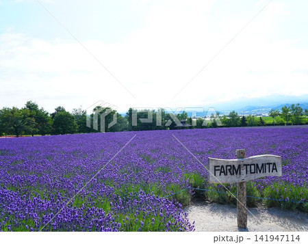北海道の絶景 富良野ファーム富田のラベンダー畑 141947114