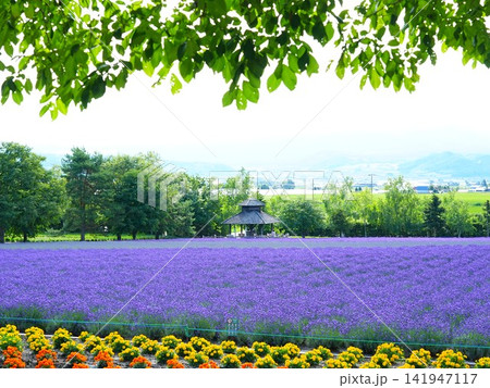 北海道の絶景 富良野ファーム富田のラベンダー畑 141947117