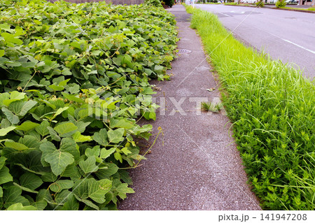 歩道にはみ出して通行の妨げになる雑草 歩道にはみ出して通行の妨げになる雑草 141947208
