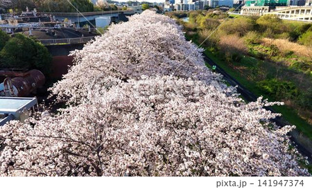 浄水施設と川沿いに続く美しい満開の桜並木 浄水施設と川沿いに続く美しい満開の桜並木 141947374